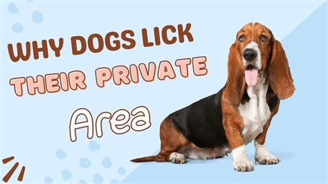 dogs eating pussies|Why Do Dogs Try To Lick Your Privates .